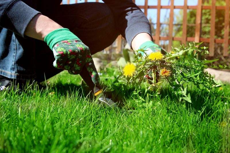 Flower Bed Weeding Service in Rockwall, TX