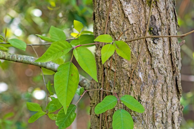 Poison Ivy Removal in Lancaster County, PA