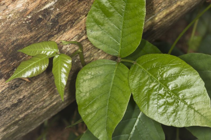 Poison Oak Removal in Newark, DE