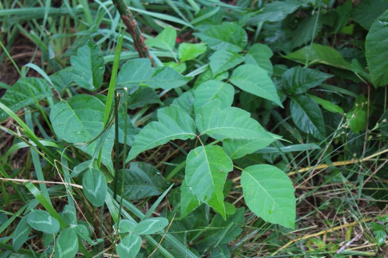 Poison Oak Removal in Delaware County, PA