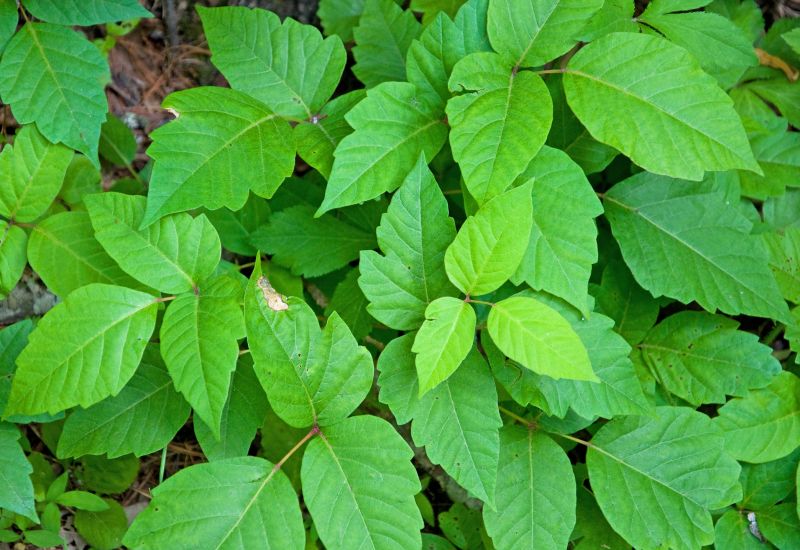 Poison Oak Removal in Pottstown, PA
