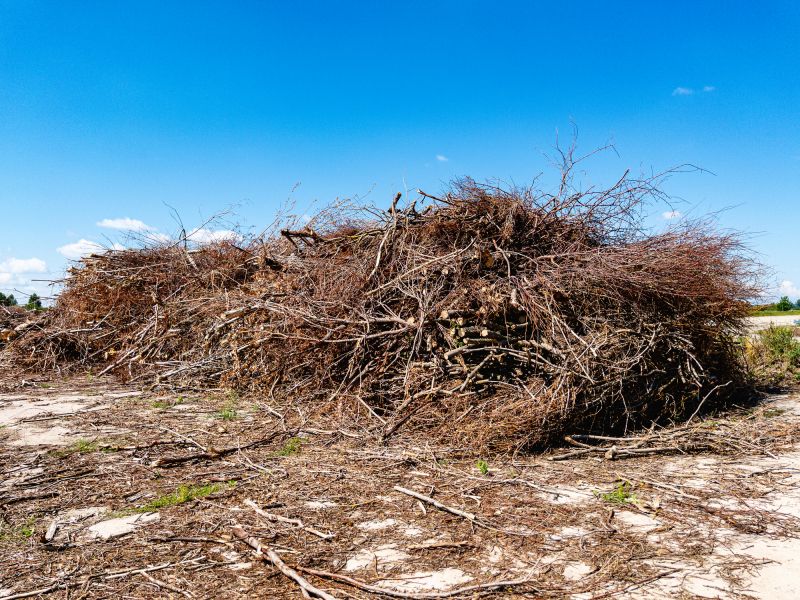 Tree Branches Removal in Honolulu, HI