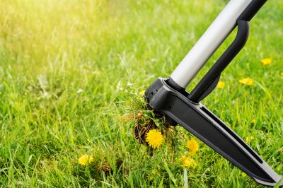 Thorough Weed Removal