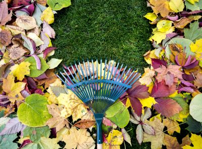 Promotion of Lawn Health