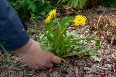 Promotion of Healthier Landscapes