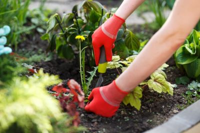 Prevention of Weed Regrowth